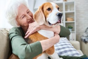 Cheerful senior woman smiling while embracing her Beagle dog at home